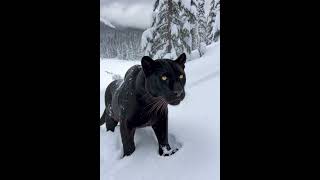 black Panther Crouches Silently In Frozen Canadian Wilderness Beneath Snowy Pinessubscribed