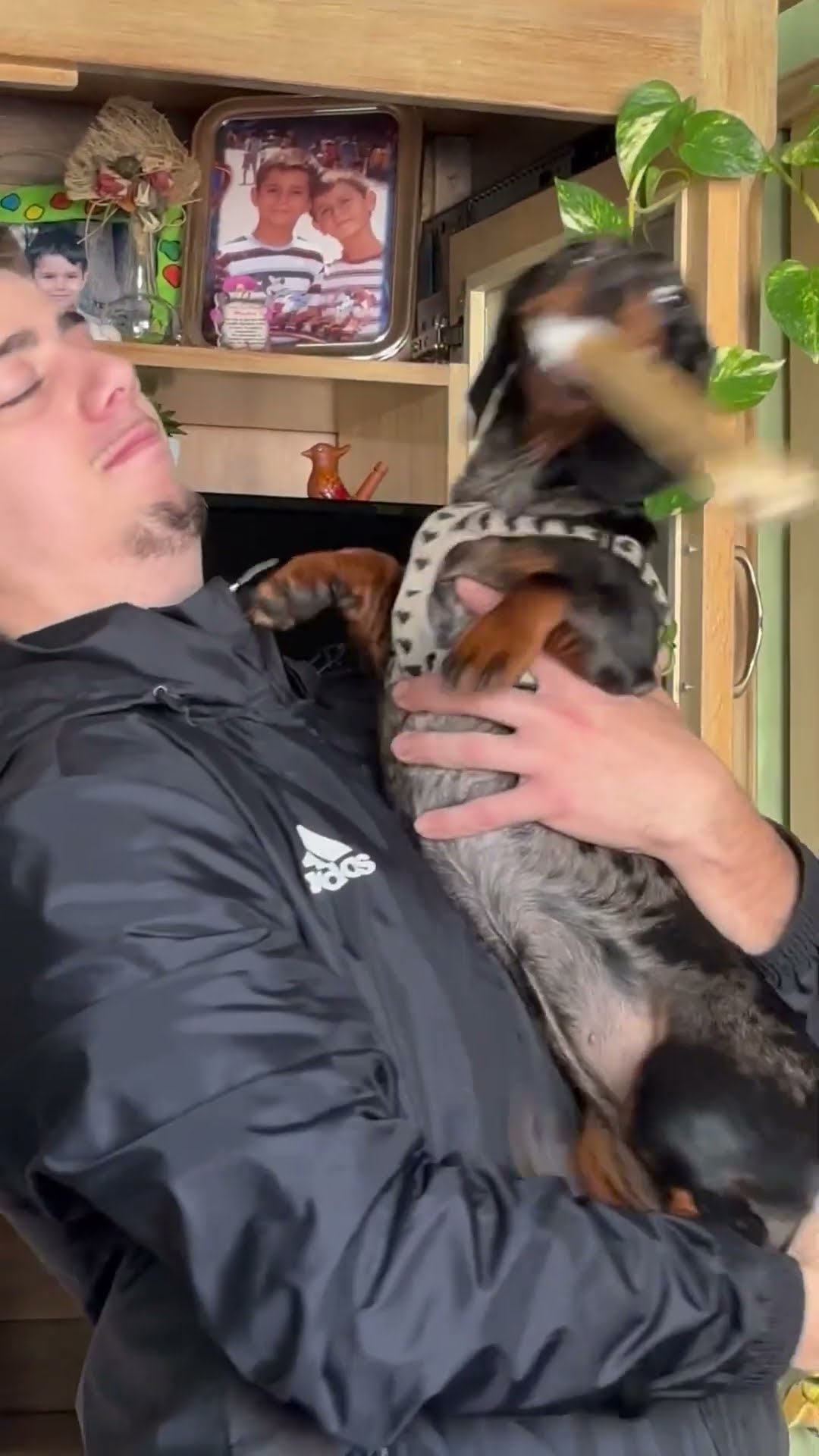 Dachshund Hits Owner In The Face With A Rawhide || ViralHog