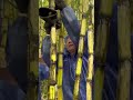 cleaning the sugar cane stalks before the harvest process #shorts #shortvideo