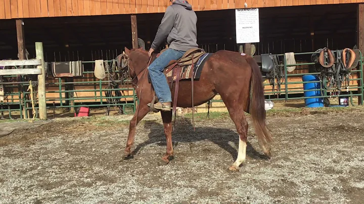 Sold 232- sorrel QH gelding