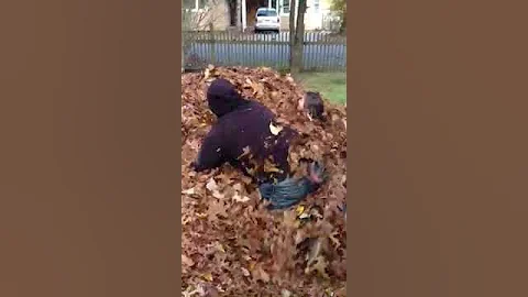 Fun in leaves 5 November 2012