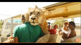 СМОТРИМ ! Горячая встреча от Фили ! Ну ОЧЕНЬ "НАГЛЫЙ " ЛЕВ !!!VERY well, "ARROGANT" LEO !!! СМОТРИМ ! Горячая встреча от Фили ! Ну ОЧЕНЬ "НАГЛЫЙ " ЛЕВ !!!VERY well, "ARROGANT" LEO !!!