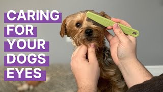Caring for Your Dog&#39;s Eyes