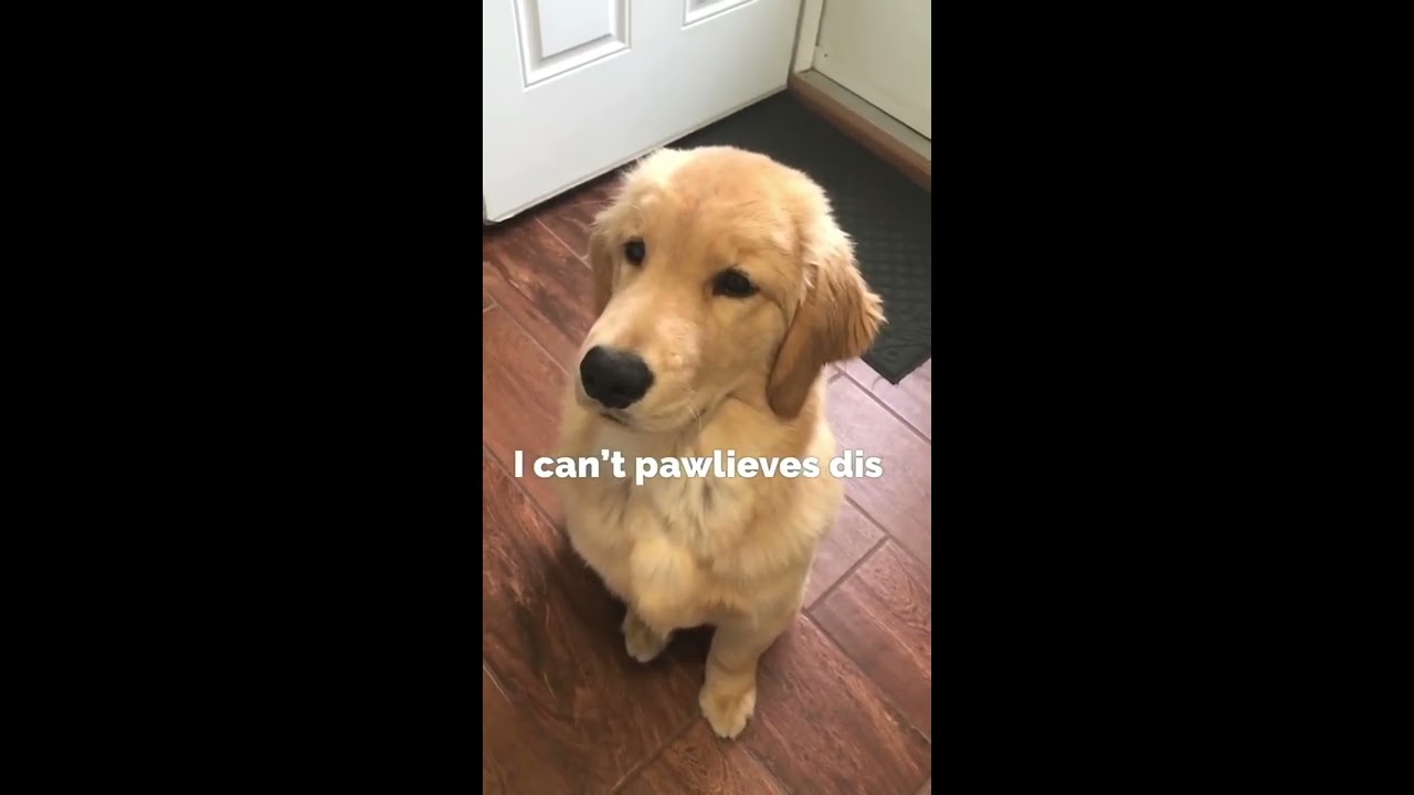 Accidentally Broke My Dog S Favorite Toy
