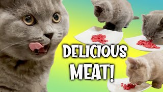 Kittens Eating Raw Meat ASMR So Delicious!  British Shorthair Cat Kittens