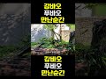 [PandaTV] 강바오 푸바오 만난 순간 #푸바오#러바오#아이바오 출처 : 전지적할부지시점