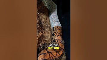 This is why Snakes shed their skin #facts #snake