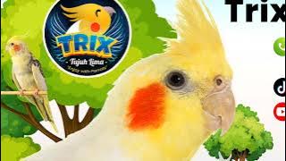 masteran siul falk parkit Australia kalau kau suka hati