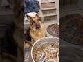 Homemade Dog Food: 42 meals = 21 days, 80 lb German Shepherd #dogfoodrecipe #gsd #dogmom