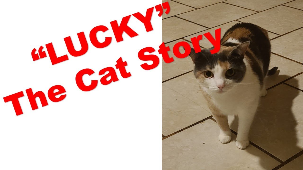 "Lucky" the Cat Story YouTube