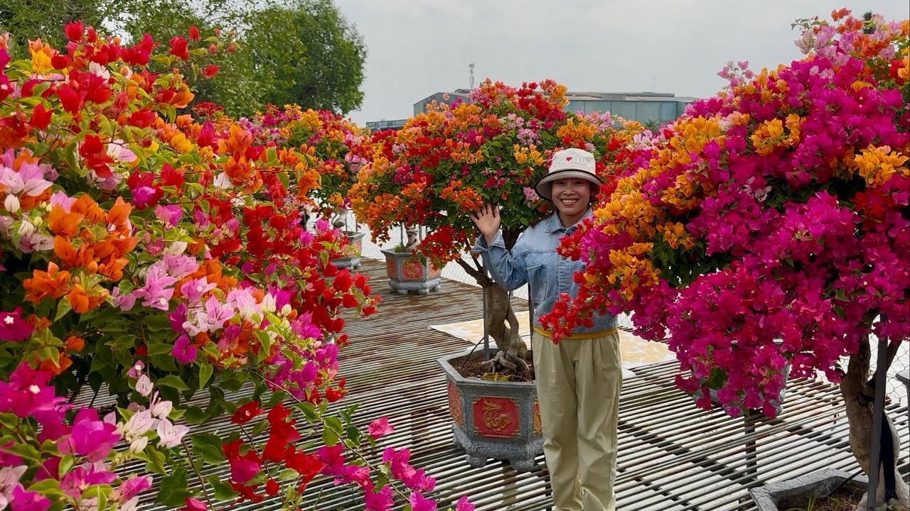 Hoa giấy Nguyễn Thắng siêu đẹp ngũ sắc thái giao lưu chơi Tết ngày 13/01 ☎0825.343.386