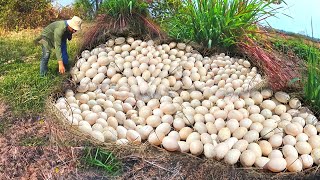 Download Lagu wow wow picking a lot of duck eggs under the straw at the rice field - a farmer picks a lot MP3 Download Lagu wow wow picking a lot of duck eggs under the straw at the rice field - a farmer picks a lot MP3