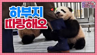 (SUB) Baby Pandas Hang Onto Boots Because They Love Zookeeper So Much│Panda World