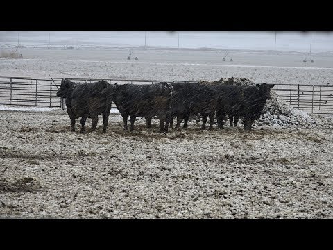Video: I løpet av vinteren var det mangel på hva i dyrehold?