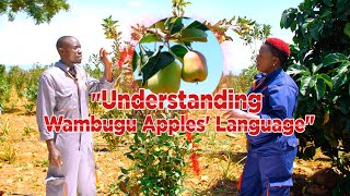 Understanding Wambugu Apples' Language