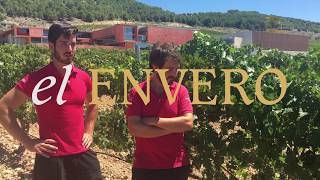 El "envero" en Pago de Carraovejas