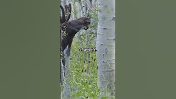 a natural wonder - the aspen tree #learning #nature #tree