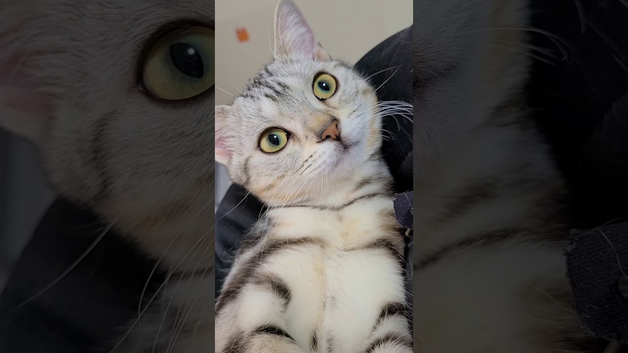 Youtubeの猫動画を愛でる おしゃべりする可愛い子猫 おしゃべりする猫 Shorts 短い動画 アメリカンショートヘアー おしゃべりする子猫 天使なこ 子猫