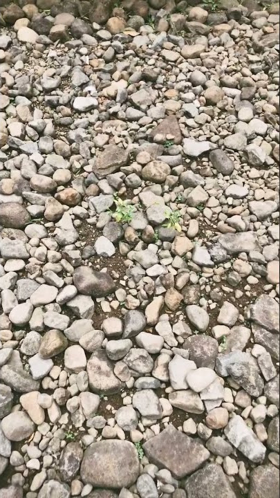 Cabe Rawit Tumbuh di Jalan Berbatu dan Tidak Diurus