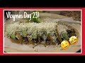 Tacos are life! Vlogmas Day 23!