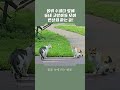 고양이들도 힐링하러 오는 옴뷔!ㅣ옴피 수피다 앞에 고양이 반상회 열렸어요.ㅣ2025.7.16.(수) #고양이 #옴뷔 #수피다 #힐링스테이옴뷔