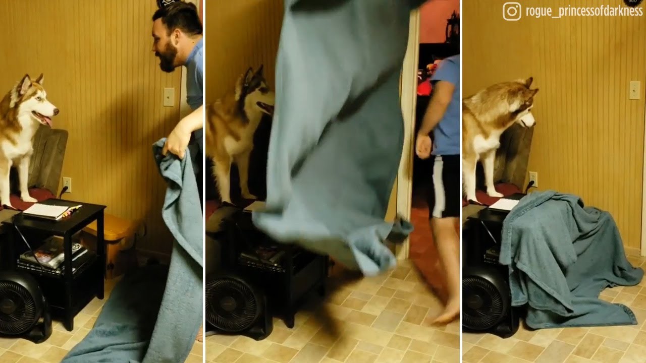 trending #whatthefluffchallenge: Dogs befuddled by latest internet craze