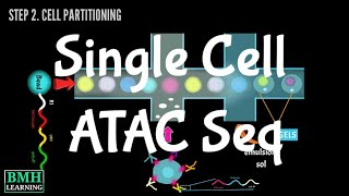 Single Cell ATAC Seq | scATAC Seq |