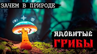 Для чего были созданы ядовитые грибы? Какова их роль в эволюции человека?