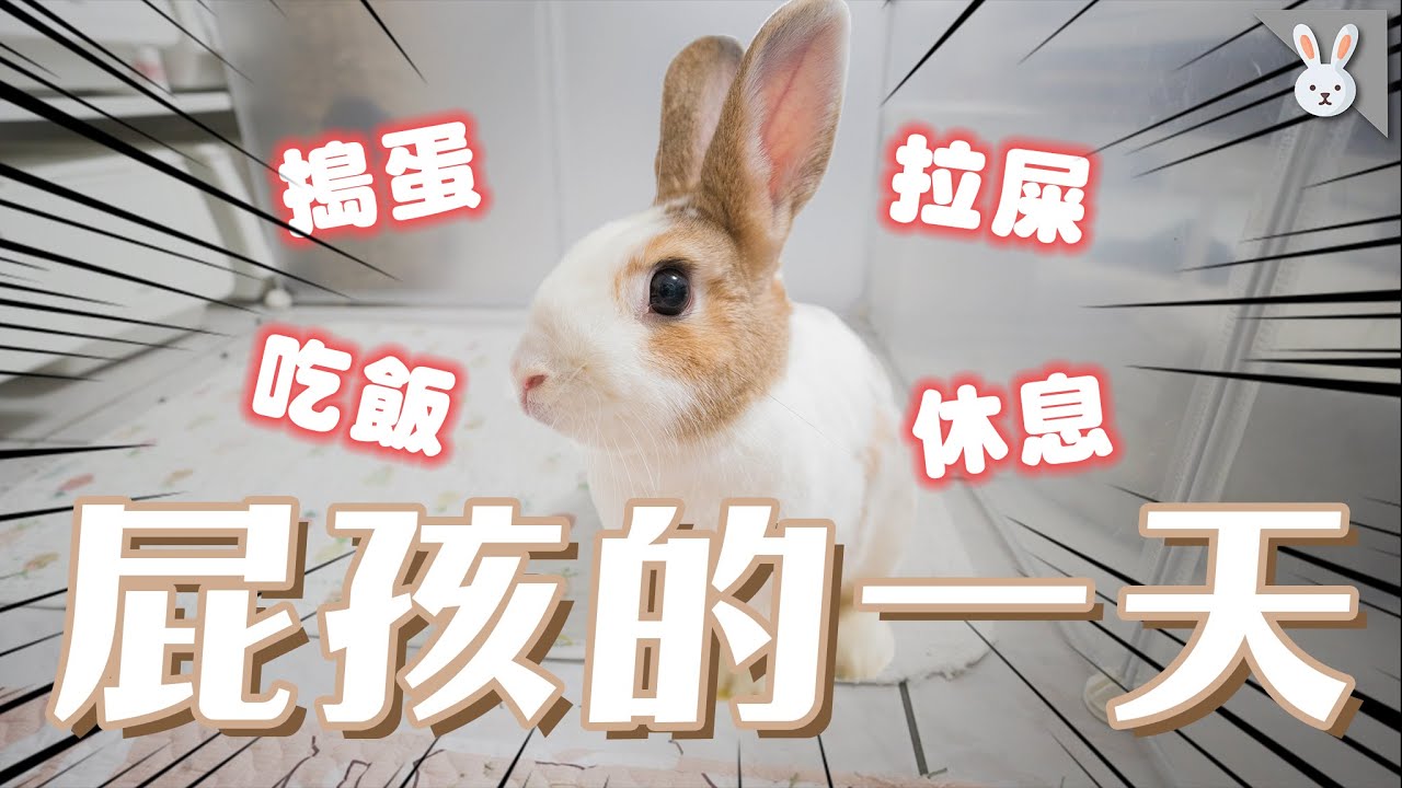 跟著屁孩過一天！吃喝拉撒睡之外還不忘搗蛋！｜兩隻胖兔兔 侑敏yomin