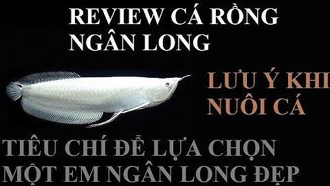 Cá Rồng | Giới thiệu về Cá Rồng Ngân Long ( Silver Arowana ) | Cách nuôi Ngân Long  #cacanhanan
