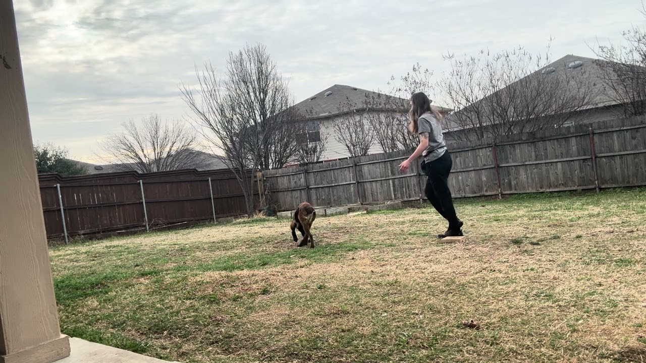 Heeling, there go retrieve, cop outside