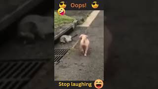 Dog Tried to Be Smart 😂 #funny #pets  #memes #animals