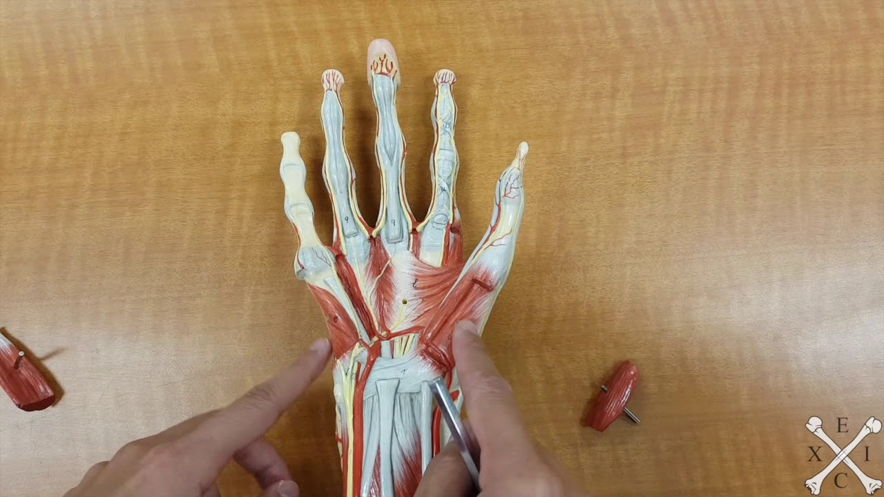 TeachMeEXCI - Muscles of the Hand
