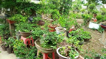 Toàn cảnh nhà vườn Trần Trung.