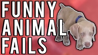 Animals Fails Compilation (March 2018) | FailUnited HD