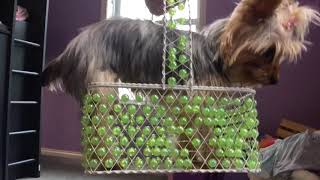 The Adventures Of Speg Intro