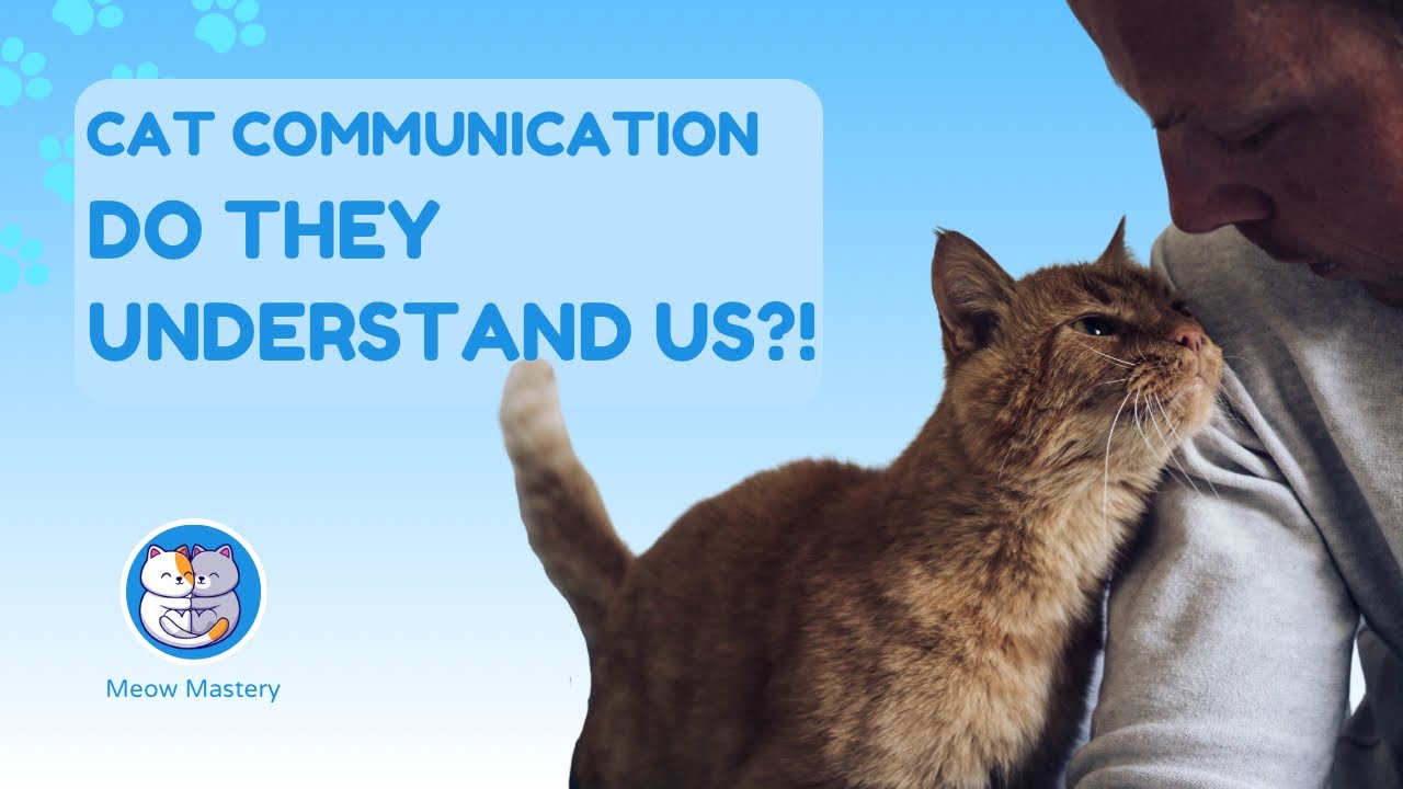can-cats-understand-humans-unlocking-their-secret-language-youtube