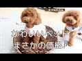 【ペット用品 100均】お得なペット用品紹介！かわいすぎる!!ペットベッド（ダイソー犬ベッド）