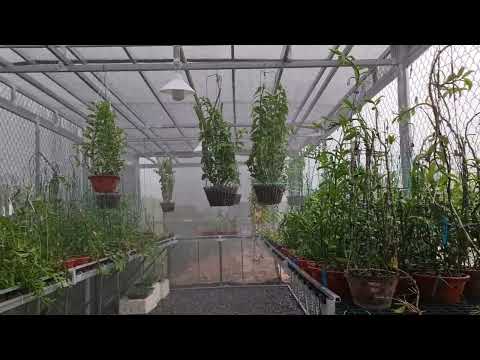 Video Tham khảo về giàn lan mới,thị trường mở cho những ae... - youtube