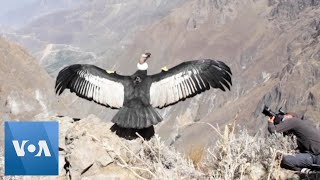 Poisoned Peruvian Condor Released After Recovery