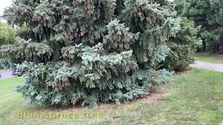 Montreal walking tour: Mercier-Ouest district.