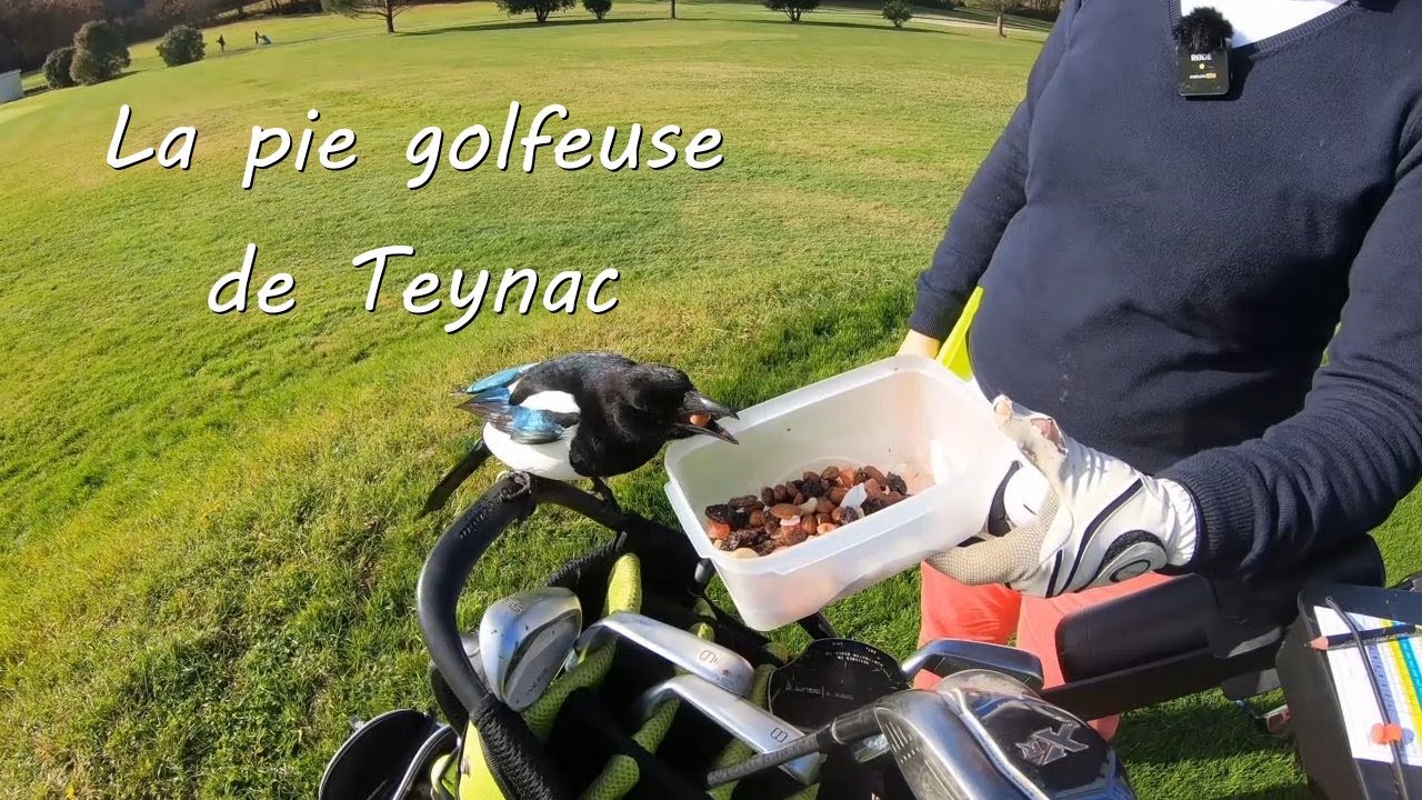 La Pie Golfeuse