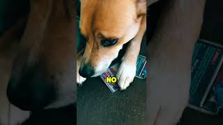 my dog ate a 400$ card?? #pokemon #pokemoncards #collectors