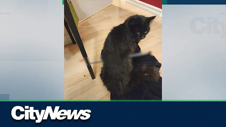 Missing Edmonton cat found with arrow through back, police investigating