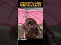 フクロウがこんなに可愛いだったんだ?