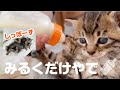 〈保護０～１６日間〉子猫たちの哺乳瓶ミルクだけ集めました。〈9期生しっぽーずのダイジェスト的な動画〉★〈保護猫〉～Kitten growth record～