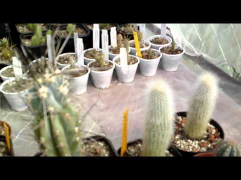 Видео: Гризачи, хранещи се с кактусови растения: Съвети за защита на кактуса от гризачи