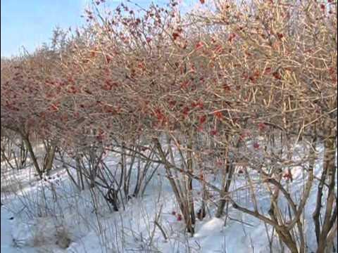 Жимолость зимой фото