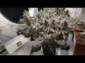 How to turn your weed plants purple!