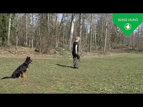 Video: 6 övningar Du Kan Göra Med Din Hund